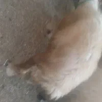 این‌میش‌گم‌شده‌