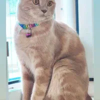 گربه نر عقیم شده ۳ ساله بریتیش اسکاتیش