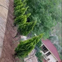 هرس وکلیه کارهای باغبانی|خدمات باغبانی و درختکاری|بندر انزلی, دهکده ساحلی|دیوار