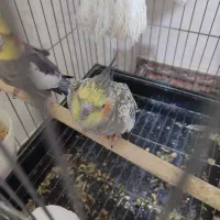 عروس هلندی جفت خرده مولد|پرنده|نسیمشهر, |دیوار