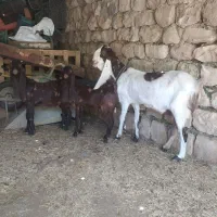 بز پاکستانی با دوتا بزغاله نر پلنگی