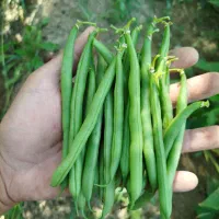 لوبیا سبز اعلا