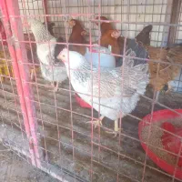 خروس و مرغ محلی ،مرغ عشق، عروس هلندی|حیوانات مزرعه|شیراز, بید زرد|دیوار