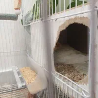 عروس هلندی مولد|پرنده|چناران, |دیوار