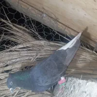 کفتر جفتی و تکی خوشگل ‌کامل بخون