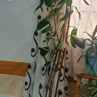 گل کاج.گل فیلتوس