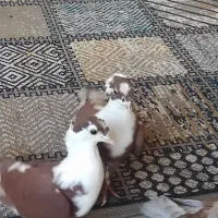 کلاغ کربلایی کاکلی شاخی|پرنده|مشهد, ادیب نیشابوری (شهرک غرب)|دیوار