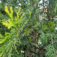 نگهبان باغ رستوران