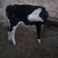 گوساله ماده سیمینتال|حیوانات مزرعه|فرمهین, |دیوار