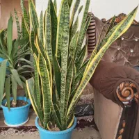 گل طبیعی سانسوریا