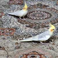 فروش عروس هلندی