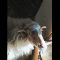 گوسفند مغان چاق چله