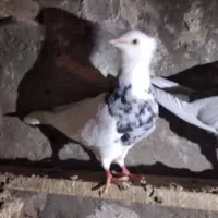 طوقی هفت رنگ نرفرفر