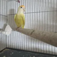 کوتوله برزیلی مولد مارال ماده