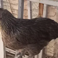 مرغ محلی|حیوانات مزرعه|فیروزآباد (فارس), |دیوار