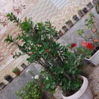 فروش انواع گل .مریدان|گل و گیاه طبیعی|کومله, |دیوار
