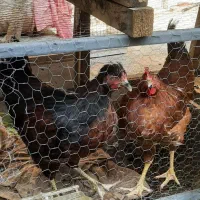 مرغ کاکلی ۴۰۰