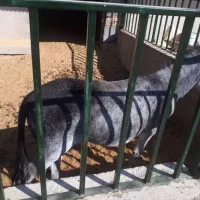 الاغ ( خرماده باکره)