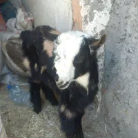 مسجد سلیمان