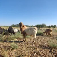 بز نر  سه ساله برای معاوضه