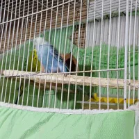 پرنده|پرنده|مینودشت, |دیوار