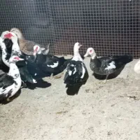 فروش انواع غاز ومرغابی ومحلی ورشته