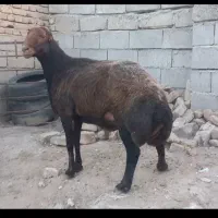 (قوچ یا ورن  شیره دار افشاری ۲۴ عیار) بره گوسفند