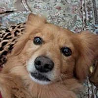 سگ خانگی رایگان