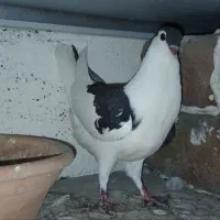 جوجه،کفتر،کبوتر