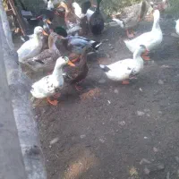 فروش اودرک محلی  نر وماده تخم گذار