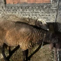 گوسفند نر تخمی