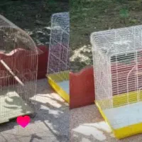 طوطی عروسو قفس مخصوص|پرنده|آمل, |دیوار