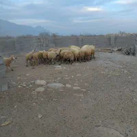 میش با بره|حیوانات مزرعه|تخت, |دیوار