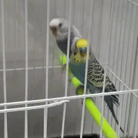 یک جفت مرغ عشق