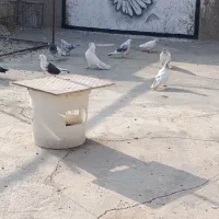 کبوتر|پرنده|میبد, |دیوار