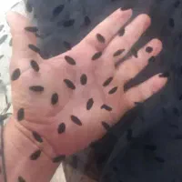 ثوب|جواهرات|اهواز, نادری|دیوار