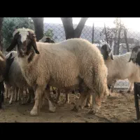 قوچ سنجابی