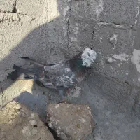 کبوتر تهرانی|پرنده|مرند, |دیوار