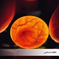 خرید و فروش تخم عروس  هلندی هر نژادی فقط رگ زده