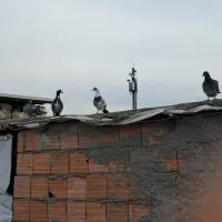 پنج تاماده جوان اماده جفت زدن.یک دانه طوقی زرد|پرنده|گرگان, |دیوار