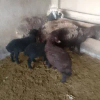 بره شیری|حیوانات مزرعه|کوهسار (البرز), |دیوار