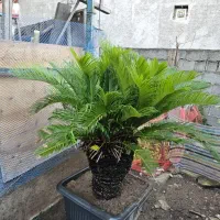 سیکاس و یوکا