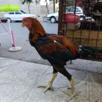 خروس لاری