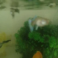 ۲ ماهی ماده گوپی معاوضه|ماهی|پرند, فاز ۶|دیوار