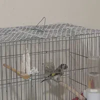 سهره نر سرمایی|پرنده|ارومیه, |دیوار