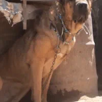 سگ نر سرابی نگهبان