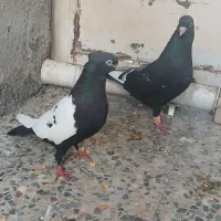 کبوترکفتر سینه ای دم|پرنده|اهواز, منبع اب|دیوار