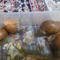 حلزون تراپی  برای پوست|آرایشی، بهداشتی، درمانی|مشهد, هدایت|دیوار
