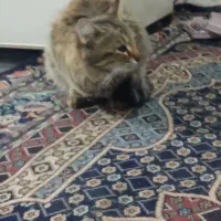 واگذاری گربه|گربه|بندرعباس, |دیوار