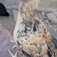 مرغ محلی|حیوانات مزرعه|کله گان, |دیوار